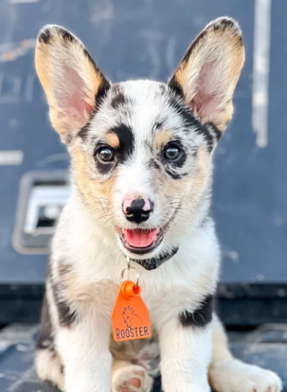 Custom Ear Tag Dog Collar Tag -  Laser Engraved - Aderholt Customs - Custom Ear Tags & More