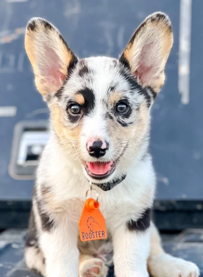 Custom Ear Tag Dog Collar Tag -  Laser Engraved